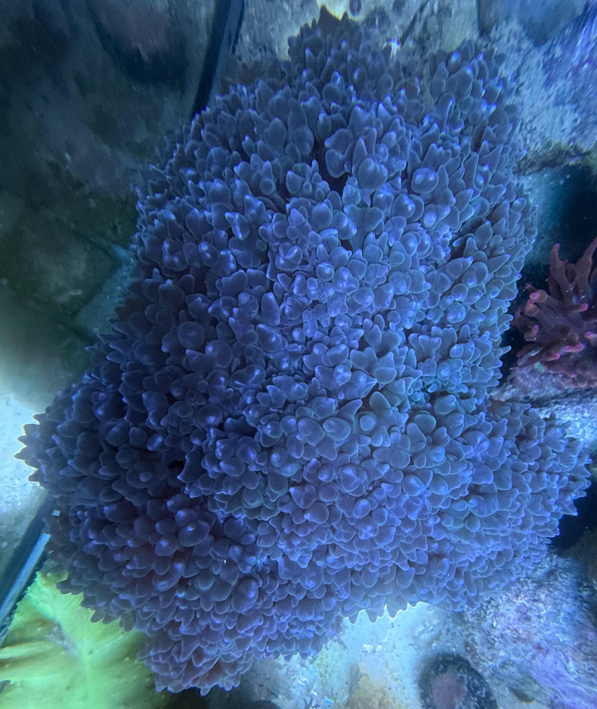 Plerogyra sinuosa – bubble coral blue XXL 20-30cm