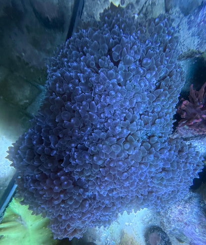 Plerogyra sinuosa – bubble coral blue XXL 20-30cm