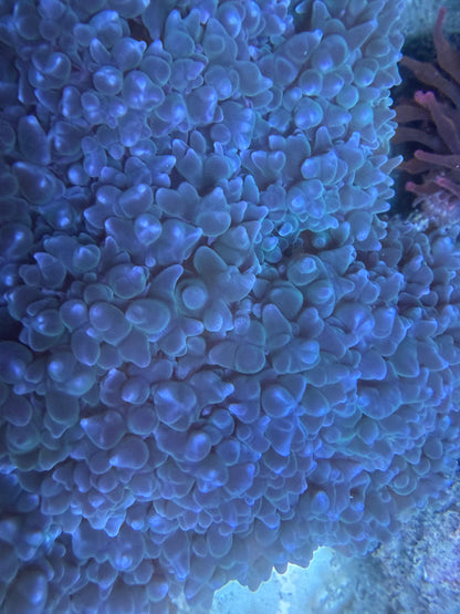 Plerogyra sinuosa – bubble coral blue XXL 20-30cm