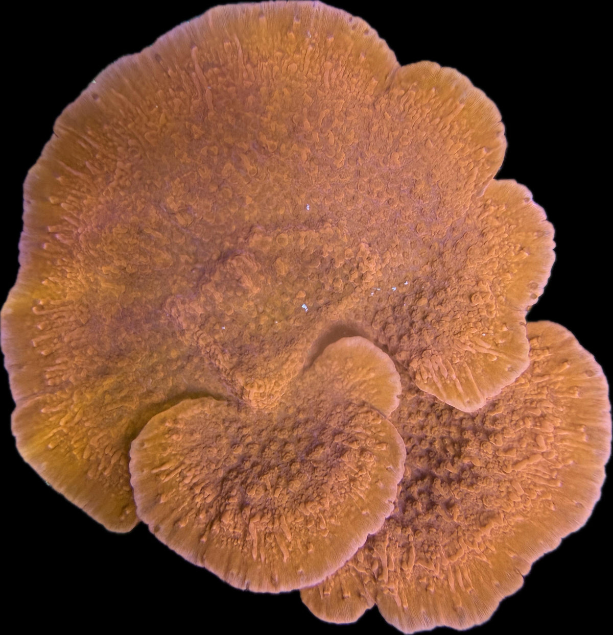 Montipora Hodgsoni Red