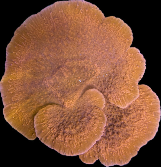 Montipora Hodgsoni Rot