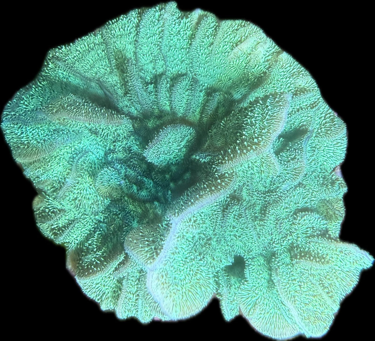 Pavona Cactus Grün