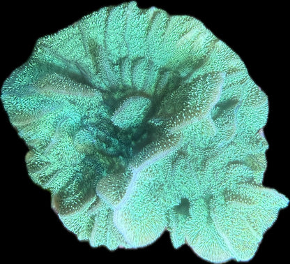 Pavona Cactus Grün