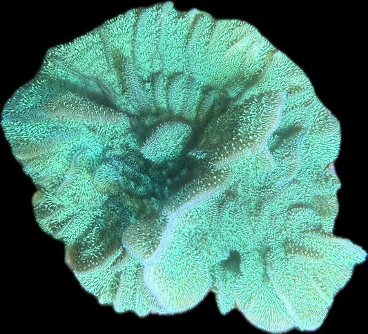 Pavona Cactus Grün