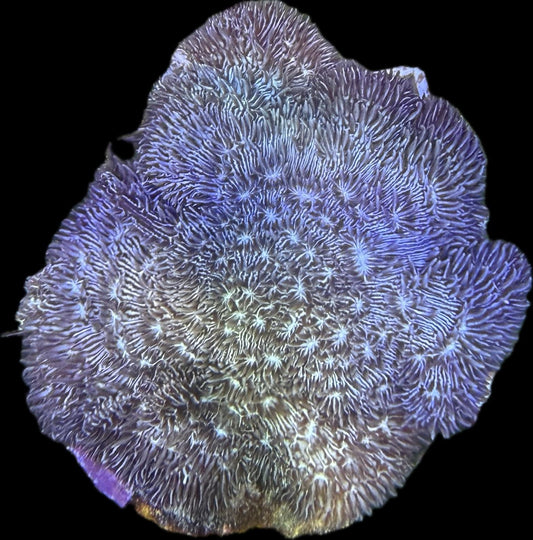 Pavona Cactus Hairy Frag M 3-5cm Ableger
