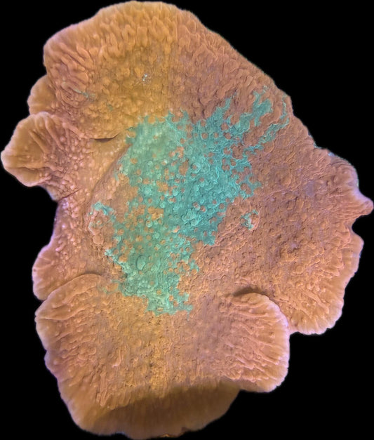 Montipora sp. – „Crafted Red Green“