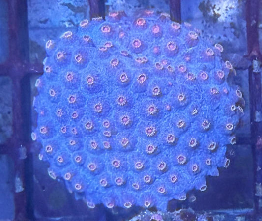 Cyphastrea sp. „Idustrial"