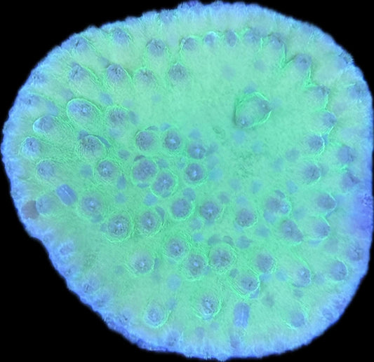 Turbinaria reniformis – „Green Scroll“ M Ableger