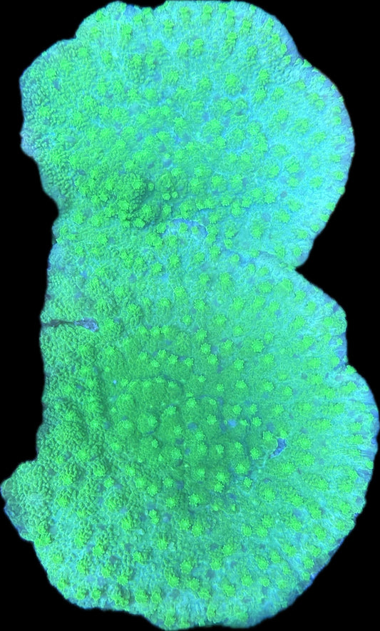 Cyphastrea „WWC Lime Green“ L Ableger
