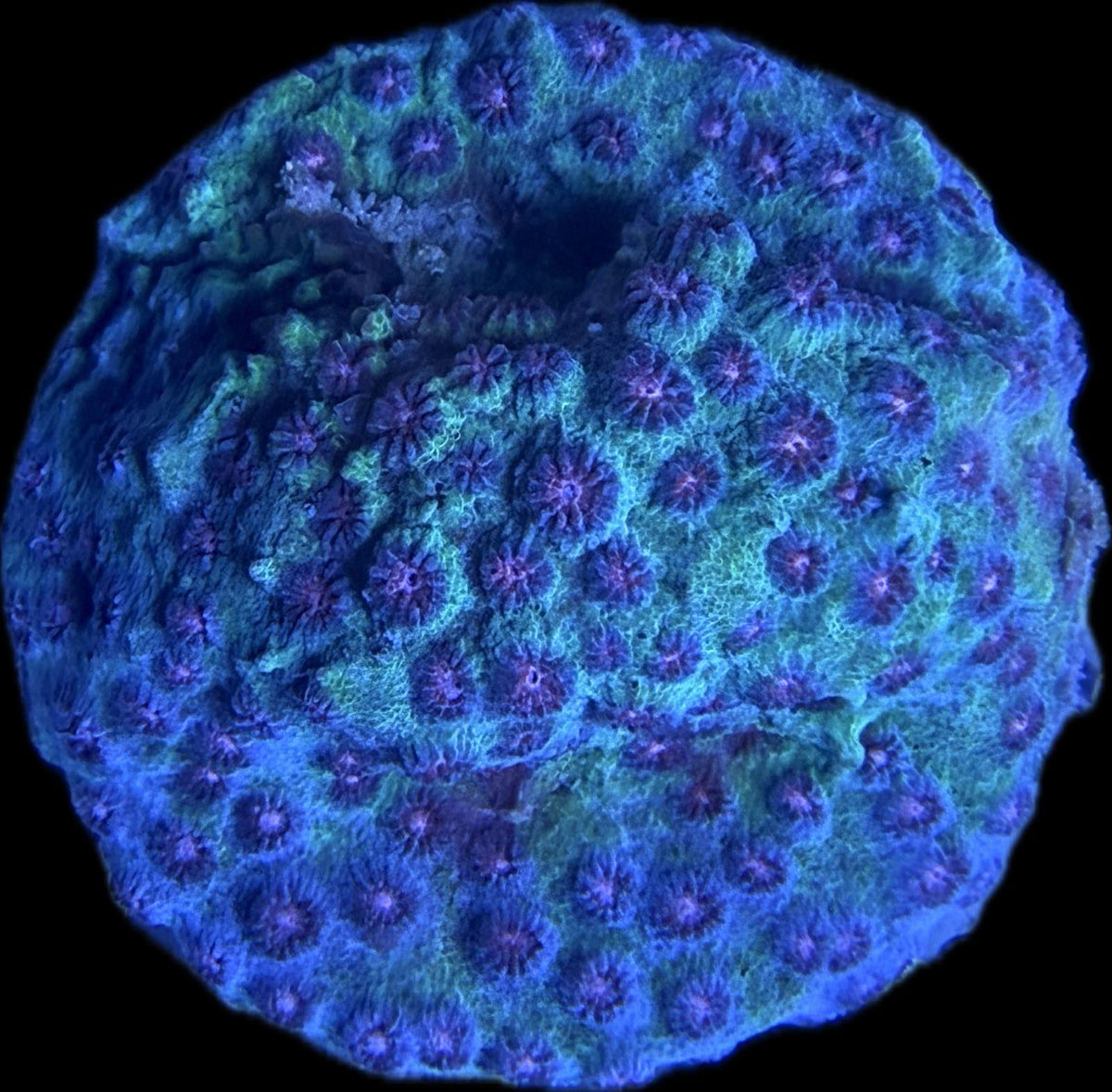 Cyphastrea sp. „Meteorschauer“