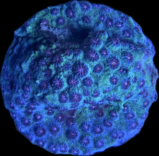 Cyphastrea sp. "Meteor Shower"