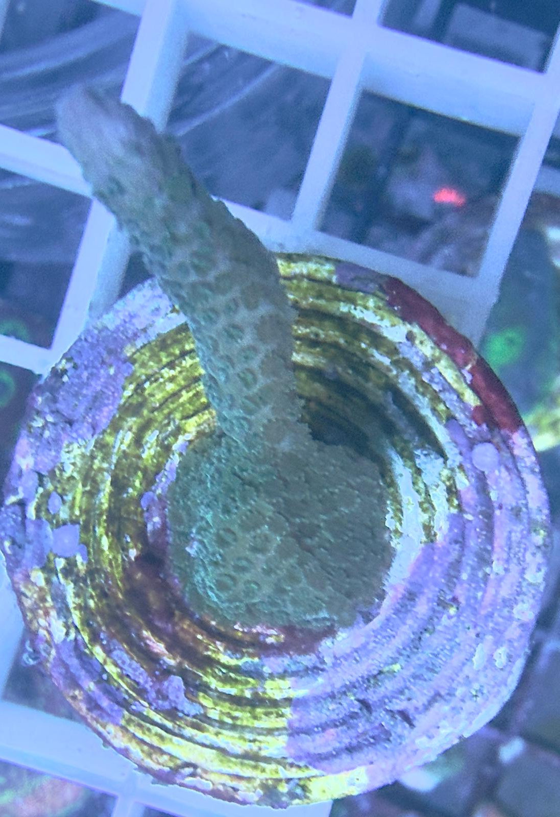 Montipora Digitata blau