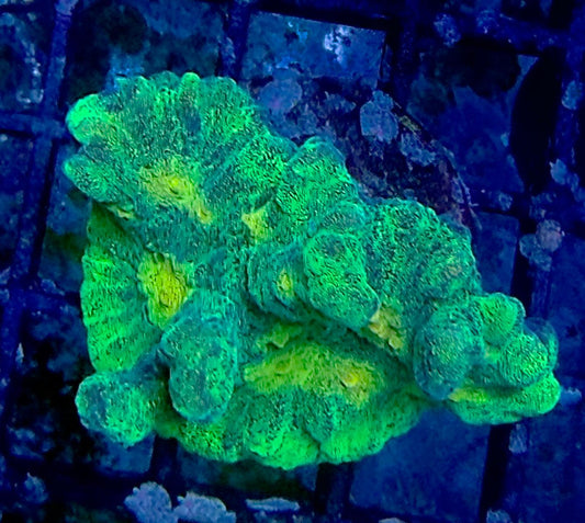 Pectinia alcicornis - "Space Invader"
