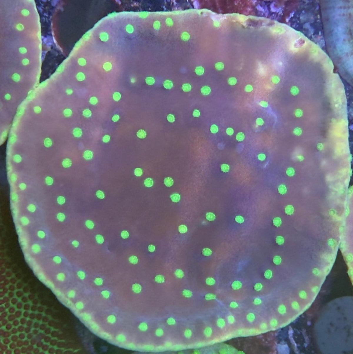 Turbinaria reniformis - "lila/grün"