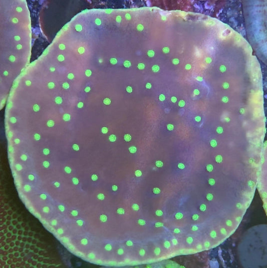 Turbinaria reniformis - Cup and Plate Coral S Frag