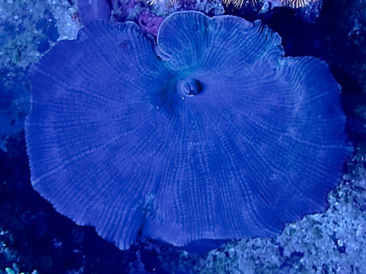 Discosoma "Ultra Blue"