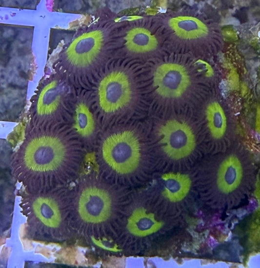 Zoanthus sp. – „Bella Donna“