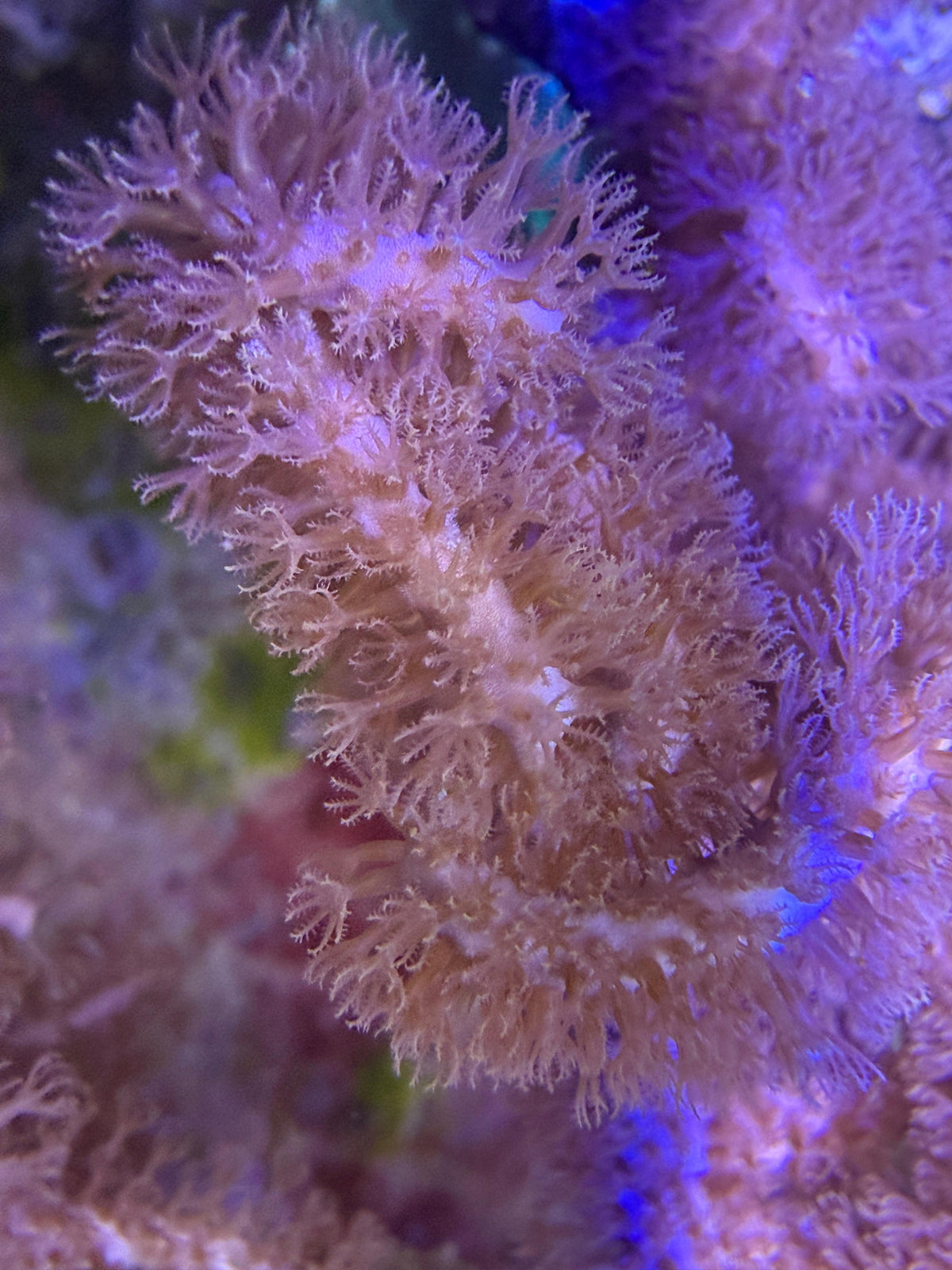 Gorgonie sp. - "braun"