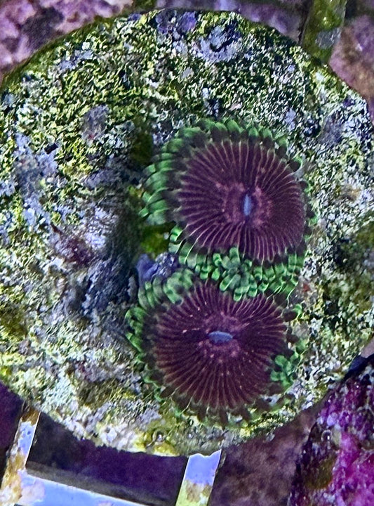Zoanthus Fake Chili min. 5 polyps