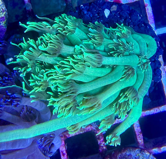 Goniopora sp. – „Toxic green"