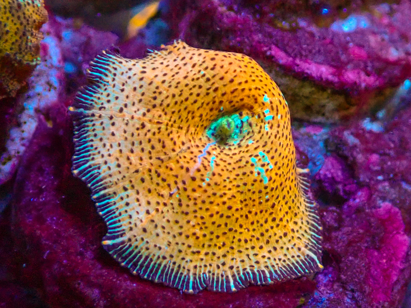 Discosoma DC "Passion Fruit"