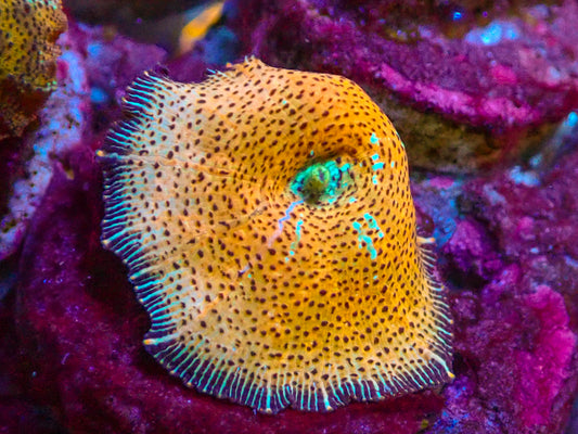 Discosoma DC "Passion Fruit"