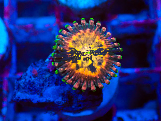 Zoanthus „Hawaiian Ding Dang“