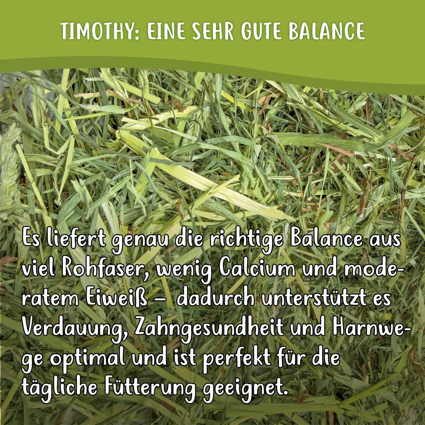 Heuland® Timothy (Canada)